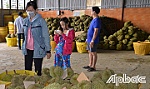 Xuất khẩu chính ngạch sầu riêng: Muốn đi xa thì đi cùng nhau