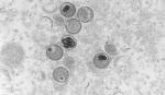 Chủng virus đậu mùa khỉ ở Ấn Độ khác với chủng ở châu Âu