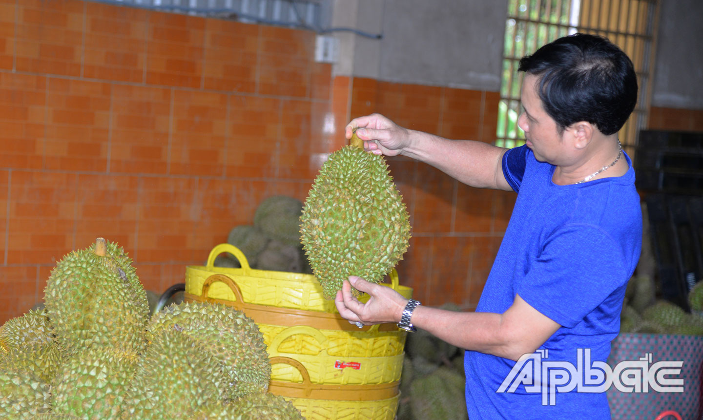 Tập trung nâng cao chất lượng trái sầu riêng đang là mục tiêu ngành Nông nghiệp hướng tới.