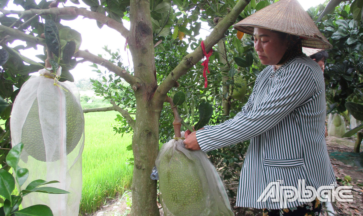 Từ vốn vay Ngân hàng Chính sách xã hội Cai Lậy, chị Phạm Thị Thắm (ấp 6, xã Phú Cường) đã có điều kiện chăm sóc vườn cây.