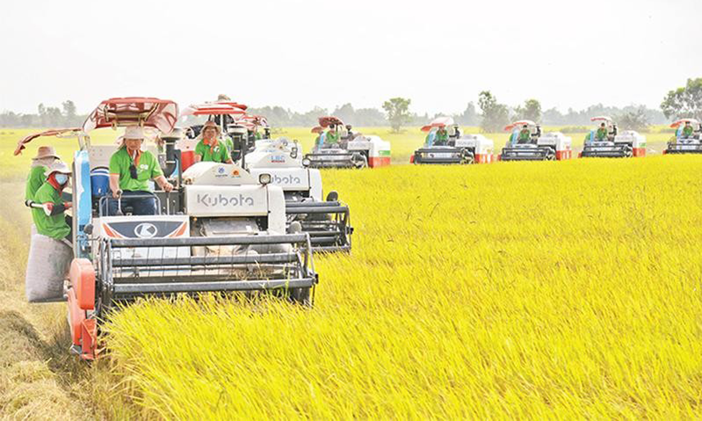 Thu hoạch lúa trên cánh đồng huyện Thoại Sơn, tỉnh An Giang. (Ảnh Minh Anh) 