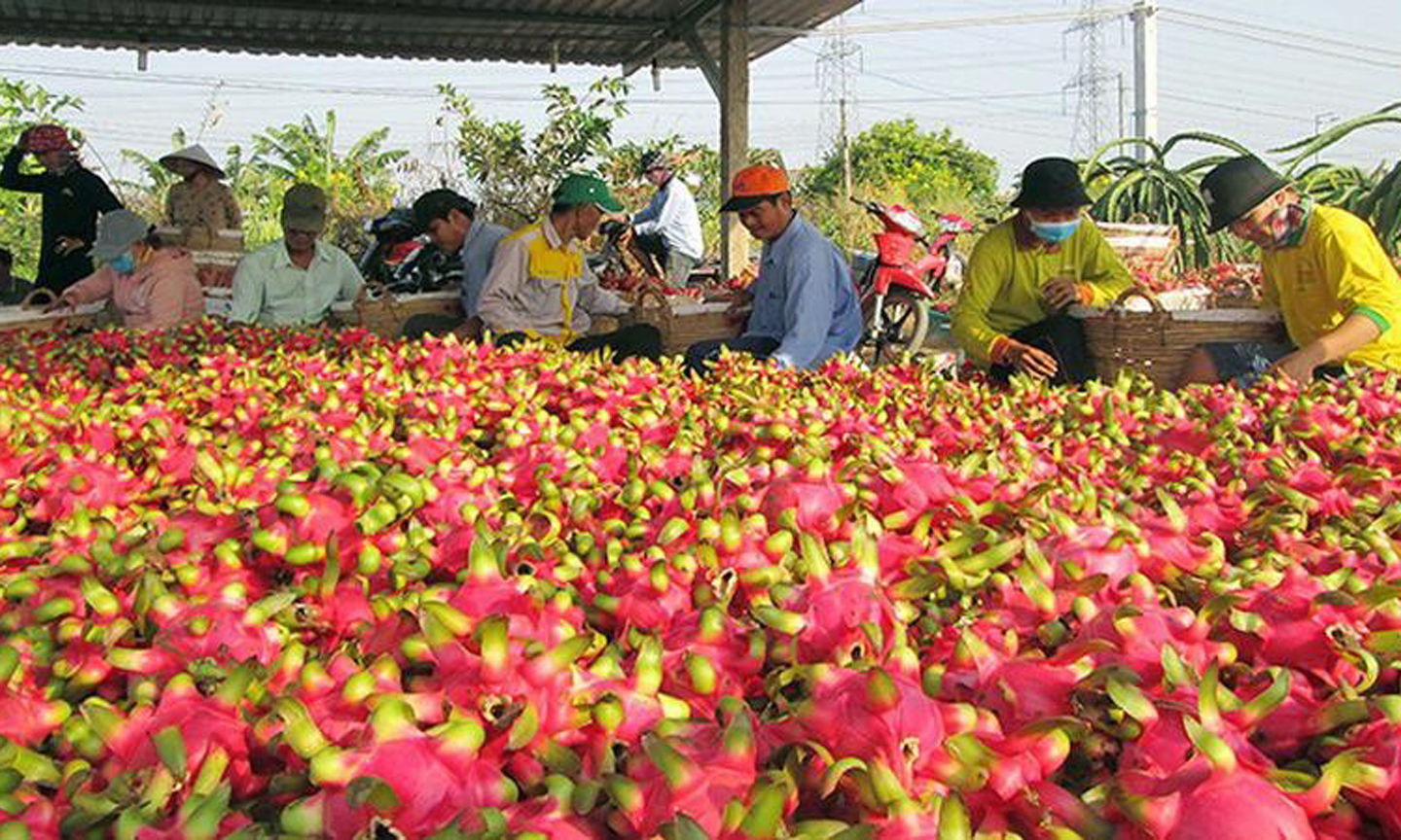 Nông dân xã Hòa Phú, huyện Châu Thành, tỉnh Long An thu hoạch thanh long. (Ảnh: Thanh Phong).