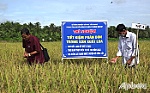 Mô hình tiết kiệm phân bón vụ lúa hè thu: Nâng cao hiệu quả sản xuất