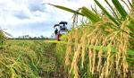 Mắt xích cần thay đổi: Quan điểm về an ninh lương thực