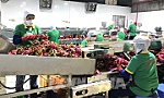 Chuyển hướng linh hoạt để đẩy mạnh xuất khẩu
