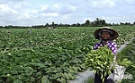 Bình Nhì nỗ lực về đích xã nông thôn mới nâng cao