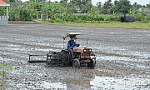 Khu vực phía Đông: Khẩn trương xuống giống lúa thu đông