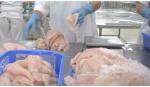 Xuất khẩu cá tra 7 tháng đầu năm đã bằng dự báo cả năm