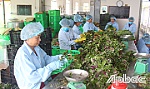 TX. Gò Công: Hỗ trợ hợp tác xã liên kết sản xuất, tiêu thụ theo chuỗi