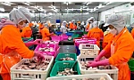 Xuất khẩu cá tra đạt hơn 1,52 tỷ USD