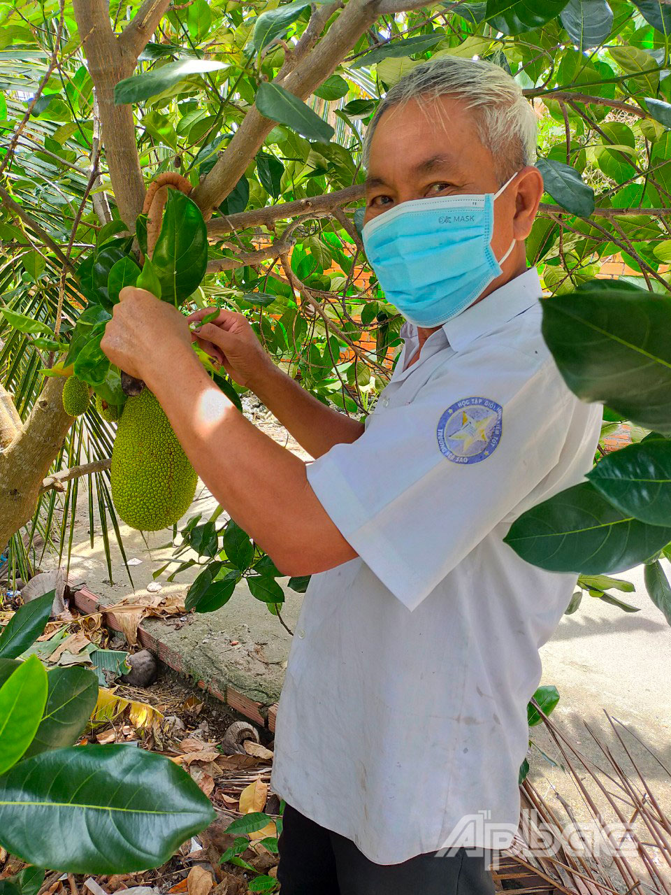 CCB Nguyễn Văn Quang chăm sóc vườn mít sắp cho trái của gia đình.  Ảnh: Vũ Sơn 
