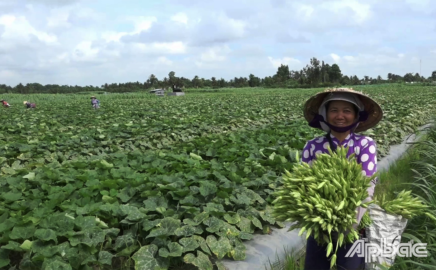 Người dân xã thu hoạch 