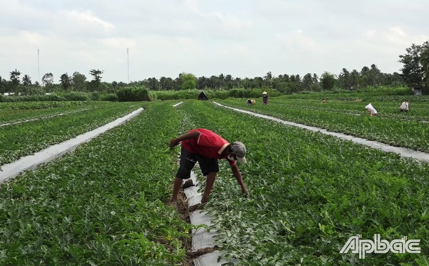 mô hình trồng cây dưa hấu theo tiêu chuẩn VietGap tại ấp Bình Đông Trung đang phát triển tốt. 