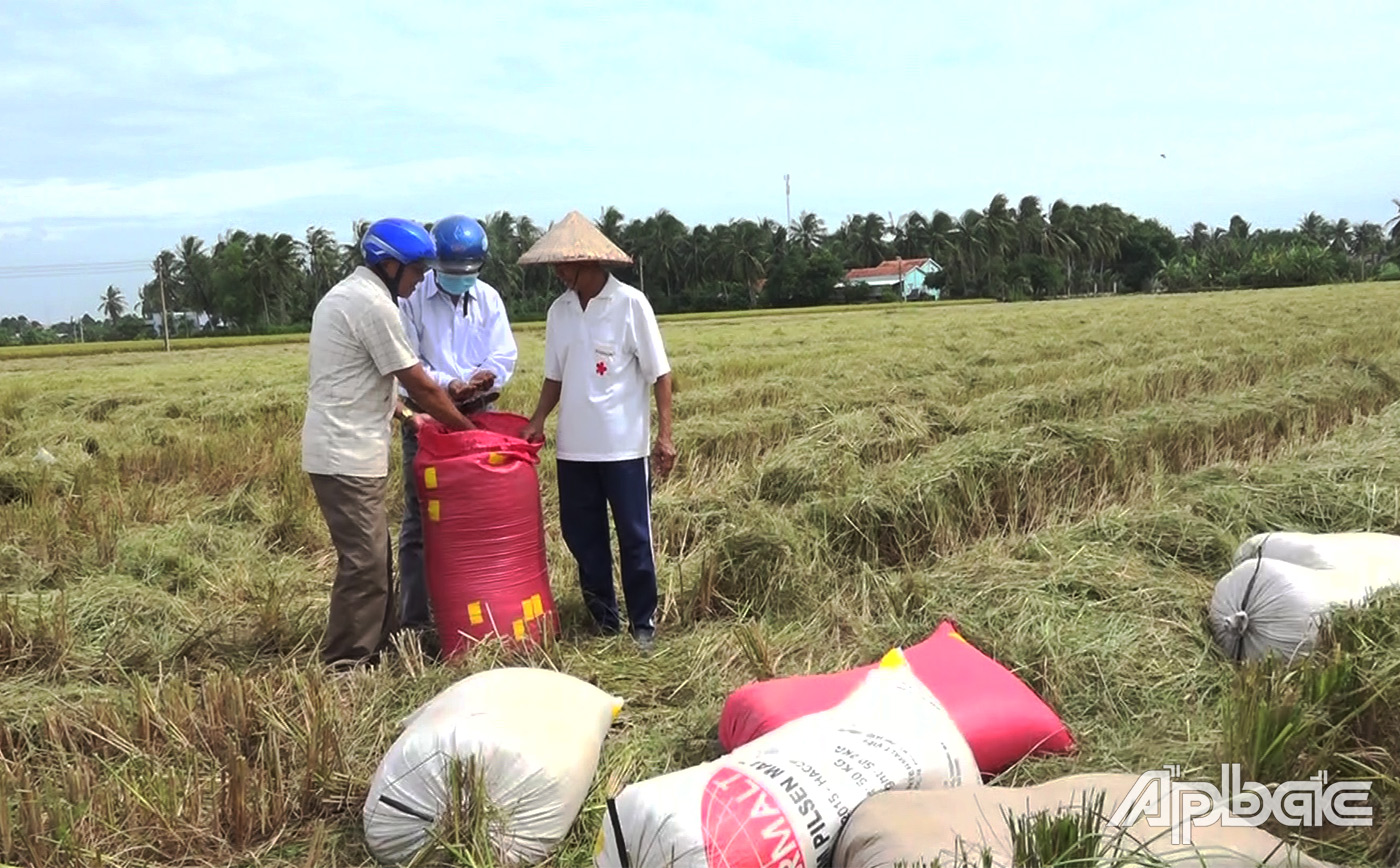 Người dân phấn khởi khi thu hoạch lúa ST 25 trúng mùa được giá