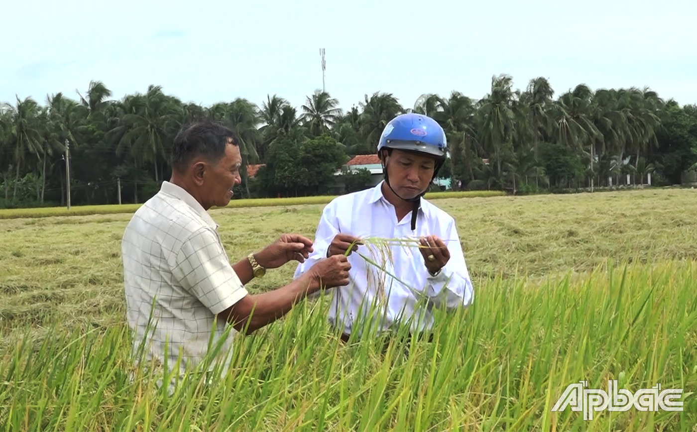 Thu hoạch lúa tươi tại ruộng