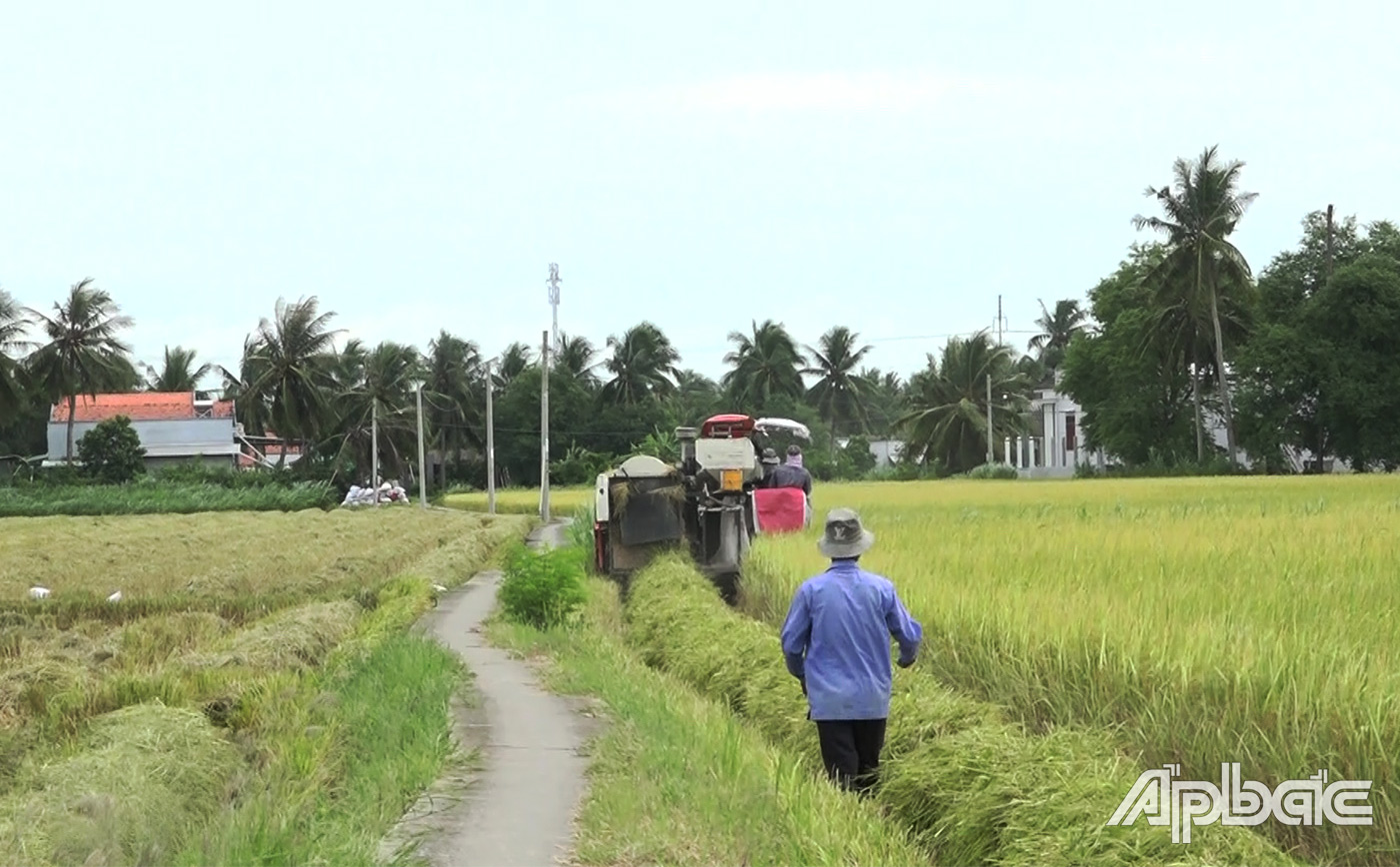 Thu hoạch lúa tươi tại ruộng