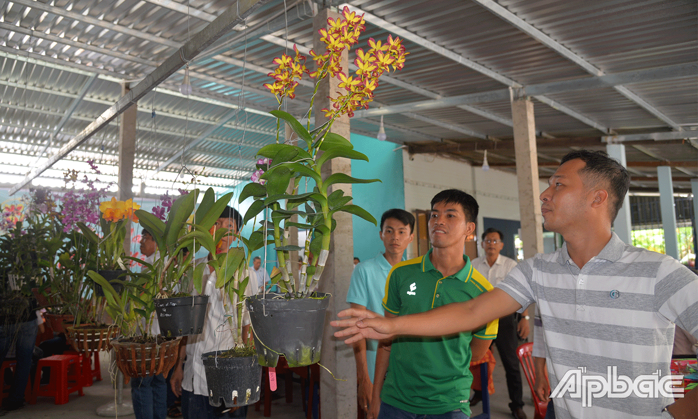 Thăm, chiêm ngưỡng vườn lan tại nhà anh Võ Văn Bảy.