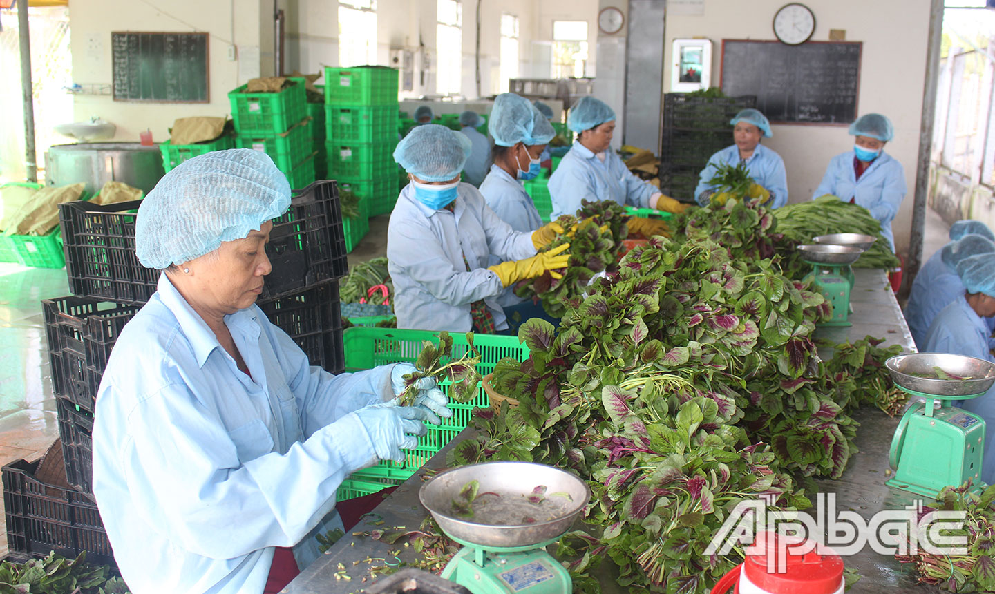 Một số HTX trên địa bàn TX. Gò Công đã xây dựng được chuỗi liên kết sản xuất, tiêu thụ sản phẩm.