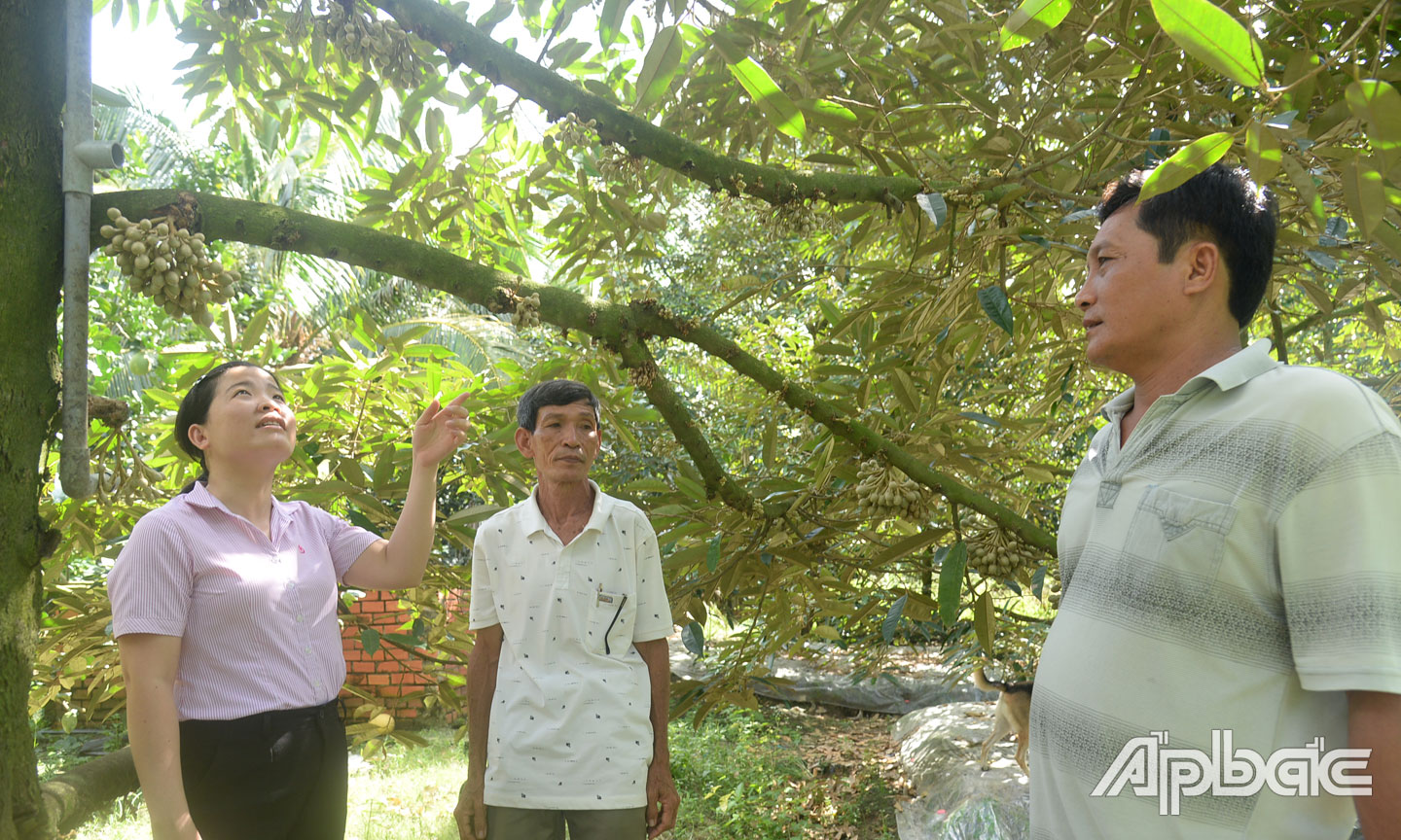 Vườn sầu riêng của gia đình anh Quốc (bìa trái) đang bắt đầu ra hoa.