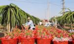 Tìm hướng đi cho cây thanh long ở ĐBSCL
