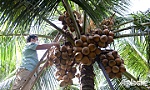 Huyện Chợ Gạo: Điểm sáng trong phát triển kinh tế - xã hội