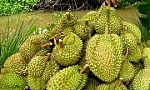 Tiền Giang: Sầu riêng tăng giá mạnh