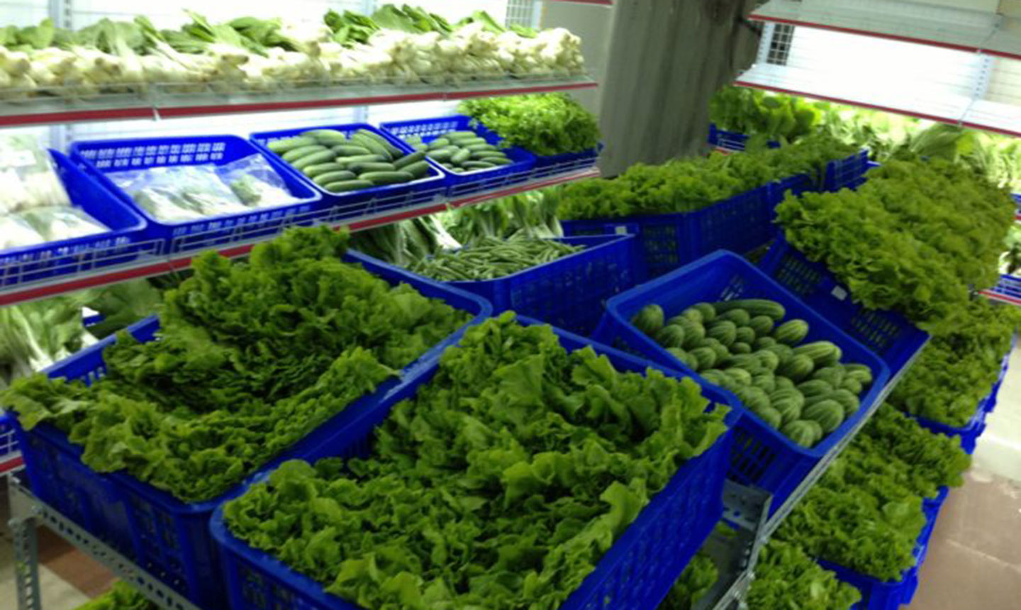 Mất tiền để ăn rau sạch mà không sạch!