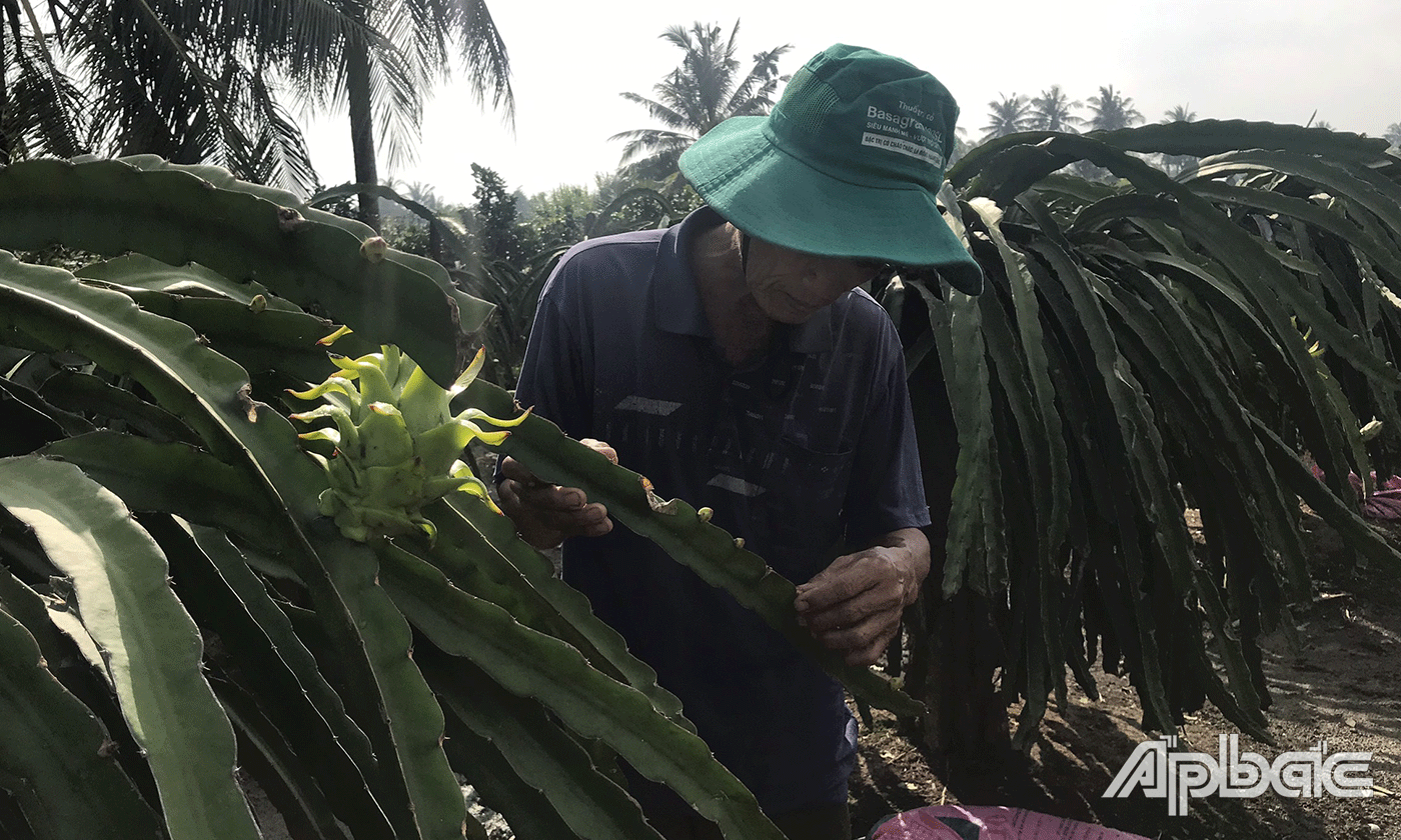 CCB Nguyễn Văn Bảy chăm sóc vườn thanh long.