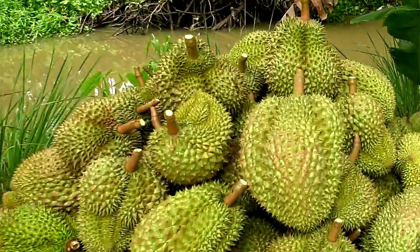Sầu riêng