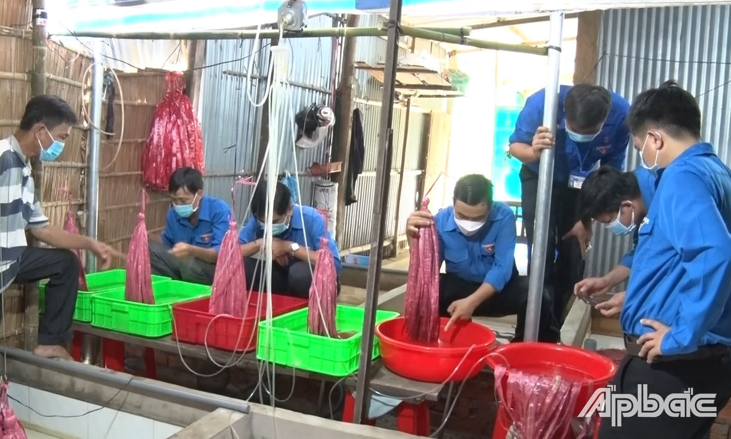 Mô hình nuôi lươn không bùn trong bể xi măng tại xã Nhị Quý.