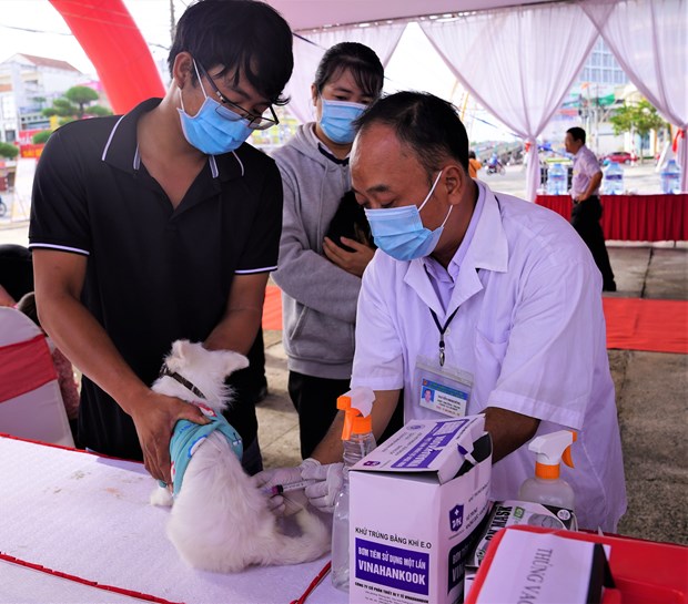 Tiêm vaccine phòng dại trên trên động vật là cách tốt nhất để để ngăn chặn bệnh dại. (Ảnh: P.V/Vietnam+)