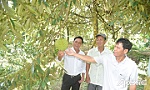 Hợp tác xã Sầu riêng Ngũ Hiệp: Không ngừng nâng chất lượng sản phẩm