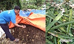 Hiệu quả mô hình trồng thanh long trong vùng hạn, mặn