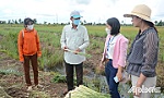 Hợp tác xã Cây sả Tân Phú Đông: Nâng chất lượng sản phẩm, mở rộng thị trường tiêu thụ