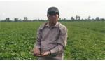 Khoai lang sắp được xuất khẩu chính ngạch sang Trung Quốc