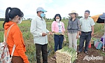 Tiền Giang: Phát triển hợp tác xã gắn với liên kết sản xuất, tiêu thụ sản phẩm