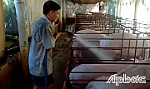 Làm giàu từ mô hình vườn - ao - chuồng