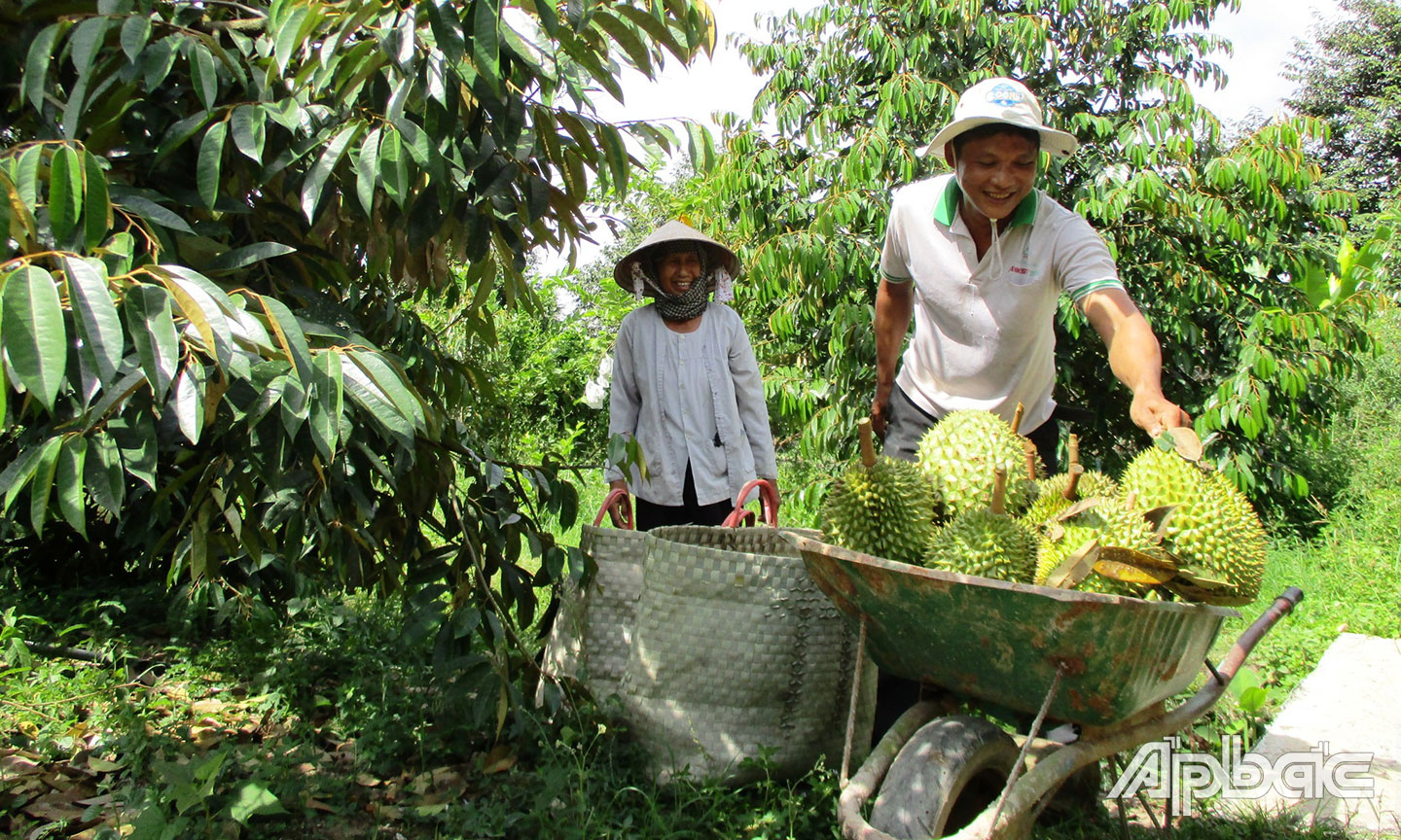 Cây sầu riêng đã giúp nông dân xã Cẩm Sơn vươn lên khấm khá.