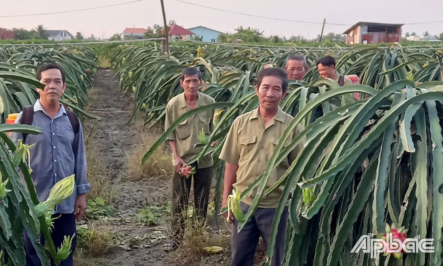 Hội viên CCB xã Đăng Hưng Phước tổ chức rút kinh nghiệm trồng thanh long hiệu quả.