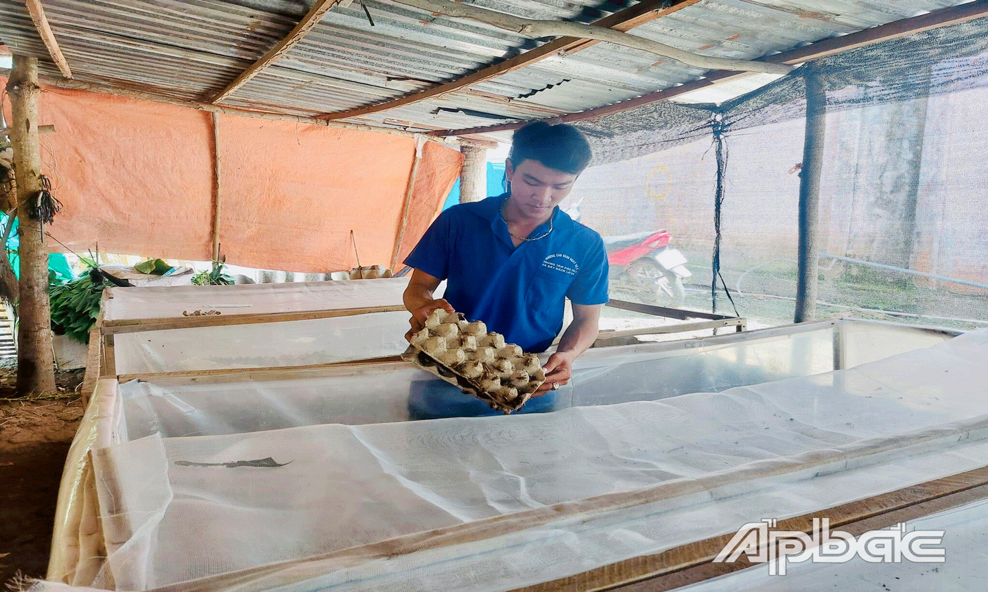 Anh Tân chăm sóc dế của mình. 