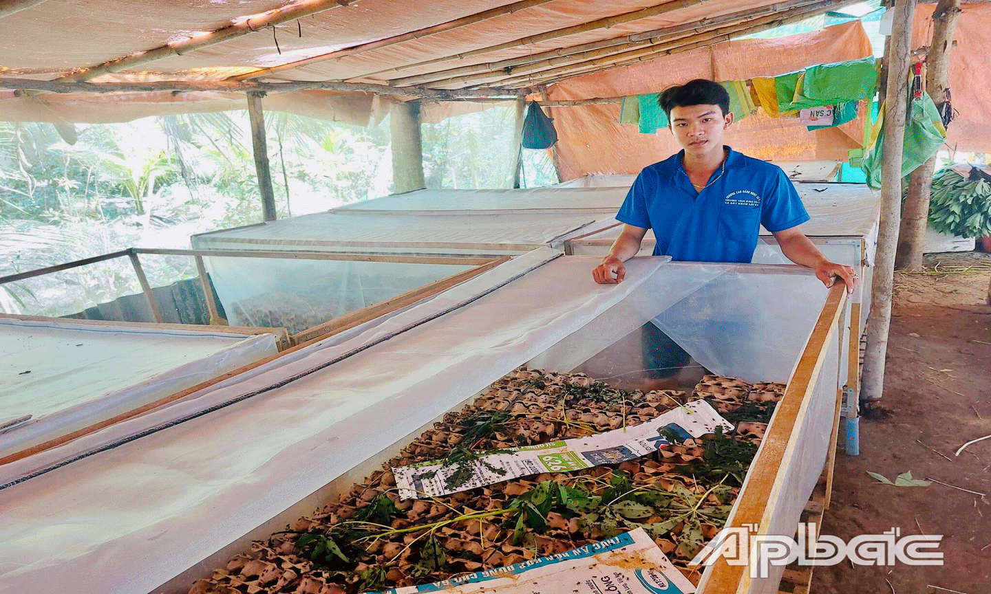 Nhờ mô hình nuôi dế tự nhiên đa góp phần cải thiện đời sống kinh tế gia  đình của anh Tân, 