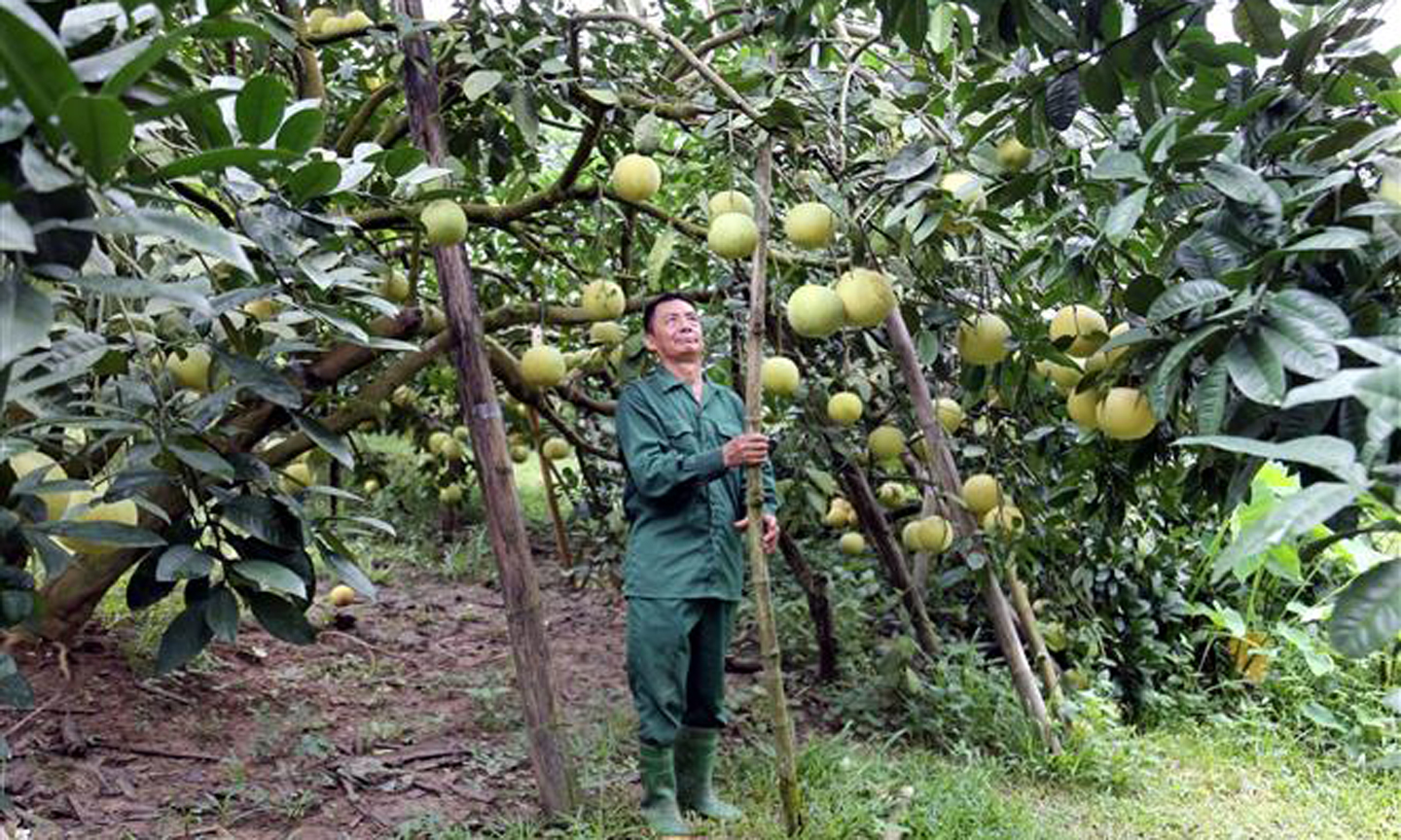 Ông Đỗ Khắc Hòa, thôn Soi Hà, xã Xuân Vân, huyện Yên Sơn (Tuyên Quang) chăm sóc vườn bưởi của gia đình. Ảnh: Quang Cường/TTXVN