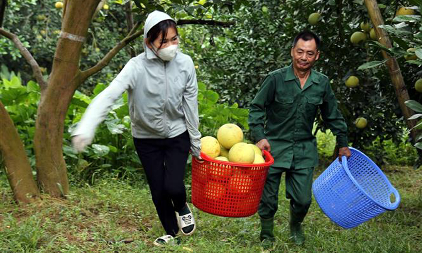Người dân thôn Soi Hà, xã Xuân Vân, thu hoạch bưởi đường. Ảnh: Quang Cường/TTXVN