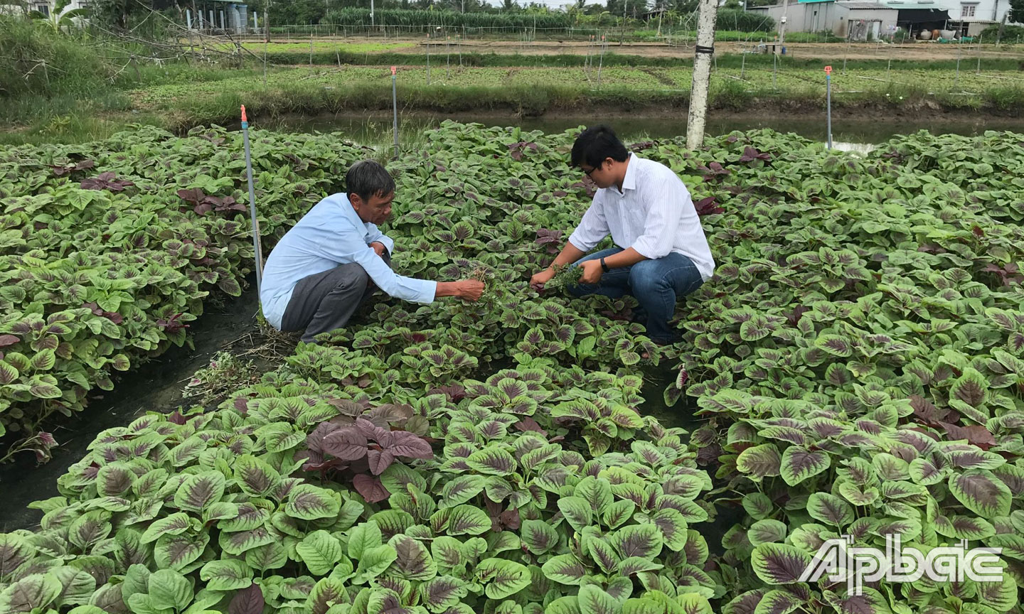 Mô hình rau an toàn của HTX Nông nghiệp - Thương mại - Dịch vụ Phú Quới.