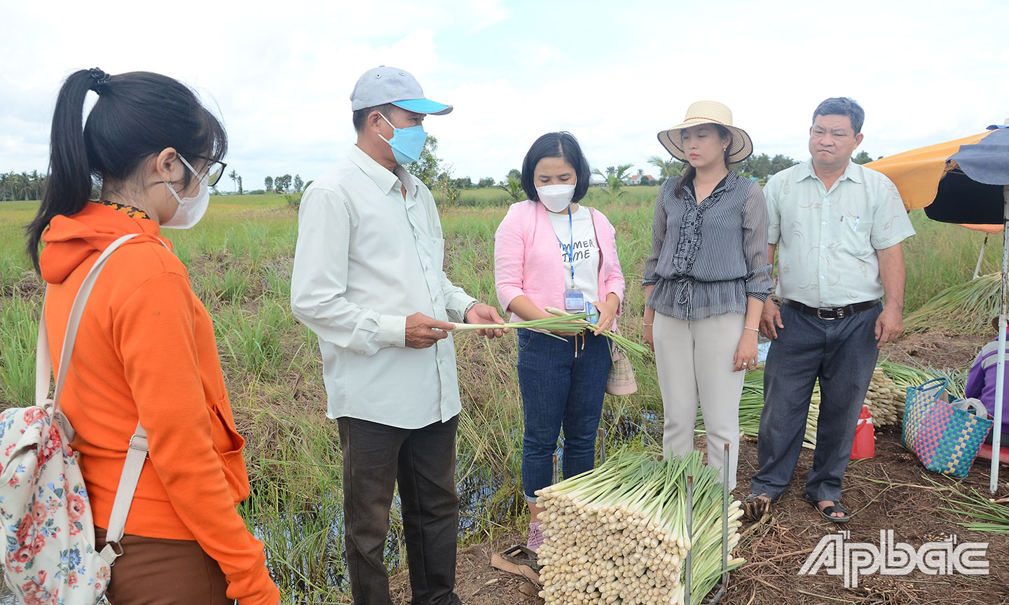 HTX Cây sả Tân Phú Đông đang được củng cố.