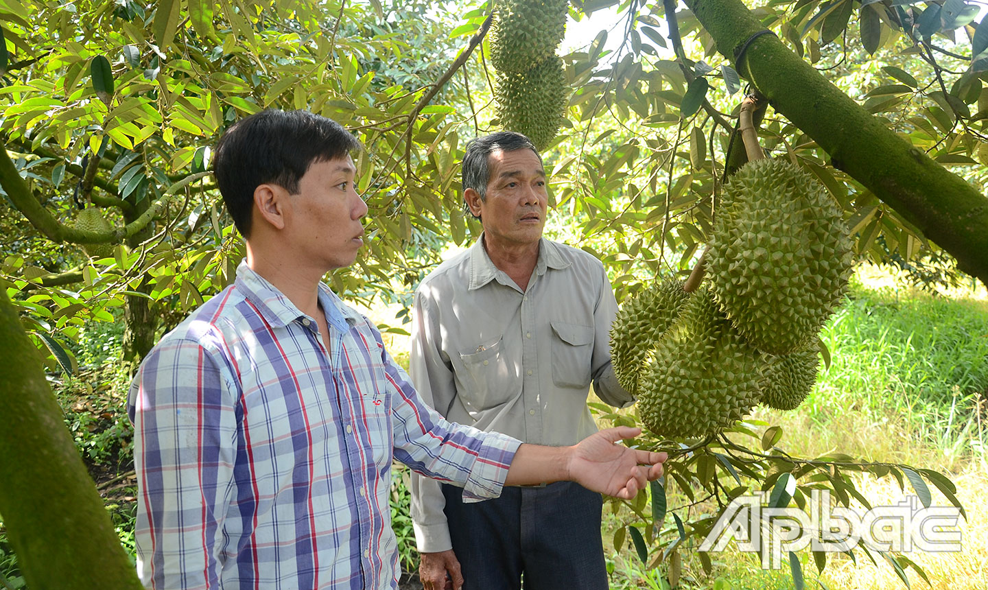HTX Nông nghiệp Phú Quý đã xây dựng mã số vùng trồng trên cây sầu riêng để hướng tới xuất khẩu chính ngạch sang thị trường Trung Quốc.