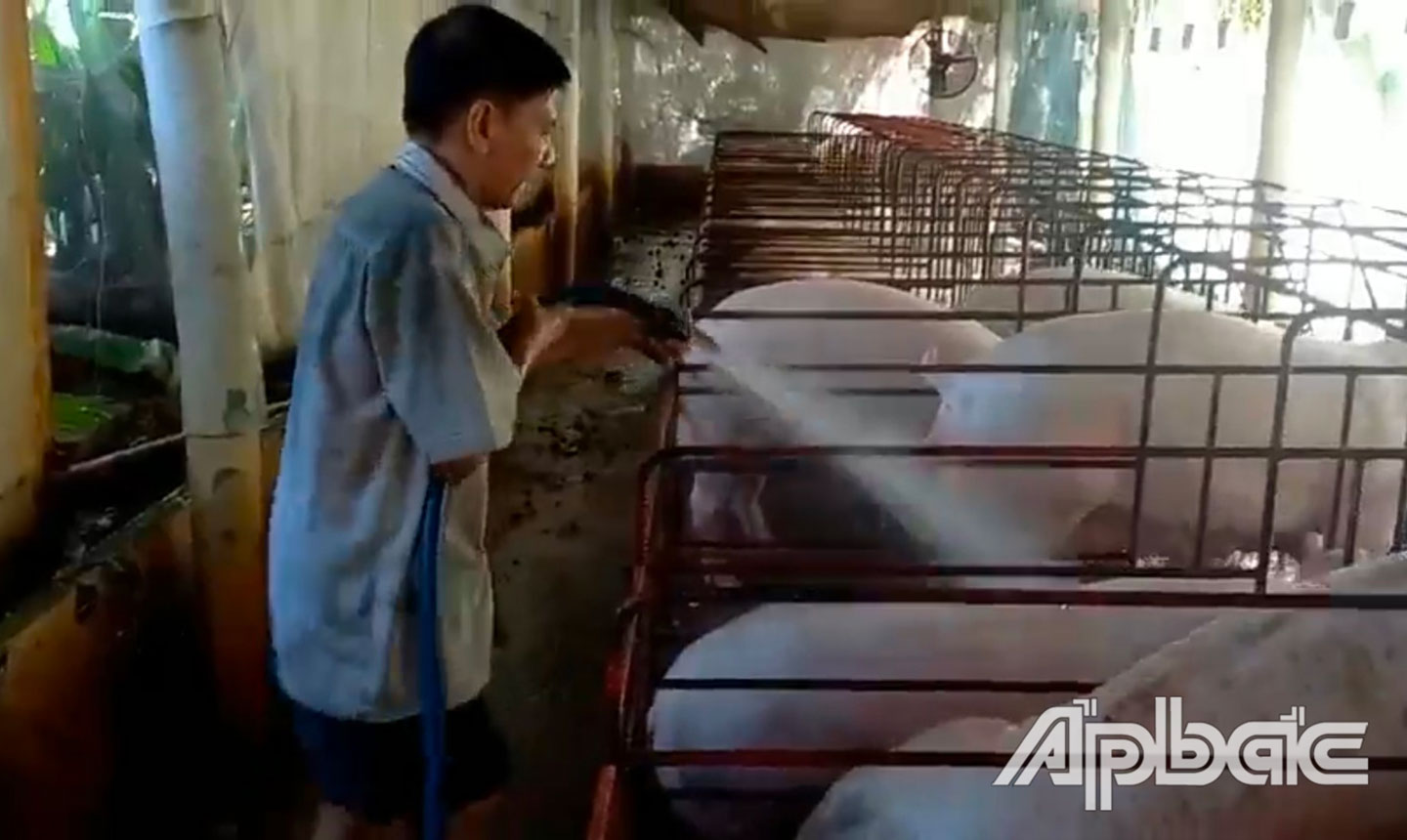 Trang tại nuôi heo của ông Truyền. Ảnh: LÊ HOÀNG