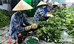Tiền Giang đồng hành, hỗ trợ kinh tế tập thể