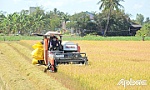 Tiền Giang: Vụ lúa thu đông - Nông dân có lãi thấp