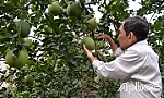 Chờ tín hiệu mới từ bưởi da xanh